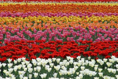 5 Best Flower Fields to Visit in Hokkaido – Japan Travel Guide -JW Web Magazine | Amazing ...