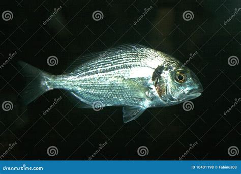 Shiny Fish Royalty Free Stock Photos - Image: 10401198