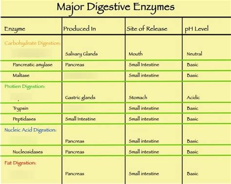 Biology II Module of the MCAT Self Prep eCourse: Lesson 4: Digestive System: Diagram E ...