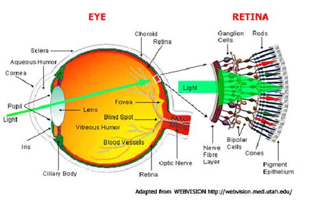 structureofeye