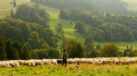 man, standing, front, group, lamb, person, grass field, herd, CC0, public domain, royalty free ...