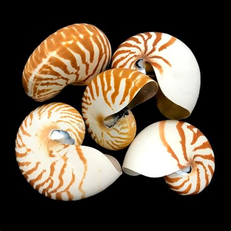 Chambered Nautilus - Etsy