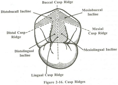 chapter htm deep tooth occlusal anatomy | Dental anatomy, Dental, Dental assistant