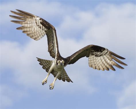 Osprey In Flight One Photograph by Bill Swindaman