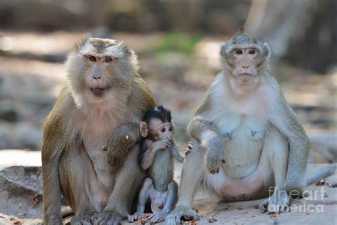 Monkey Family Photograph by Shawn Dechant - Fine Art America