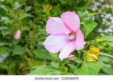 Mugunghwa Flower Leaves Forest Stock Photo 2138186495 | Shutterstock