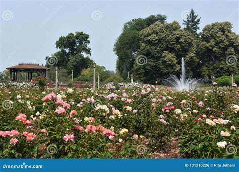 Peninsula Park Rose Garden in Portland, Oregon Editorial Photo - Image ...