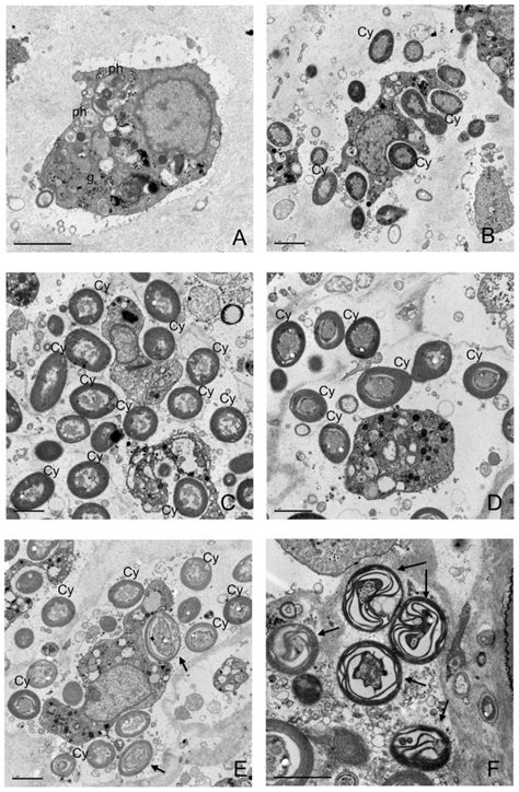 A) Sponge cell in sample from control treatment, containing several ...