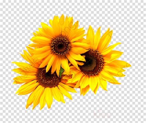 Sunflower Cluster Clip Art