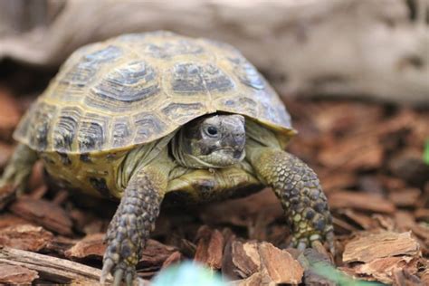 Telling the Difference Between Turtles and Tortoises - Allan's Pet Center