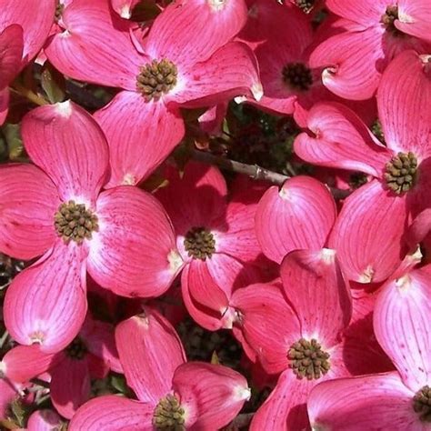 Red Dogwood Tree | Red Dogwood Trees for Sale - PlantingTree