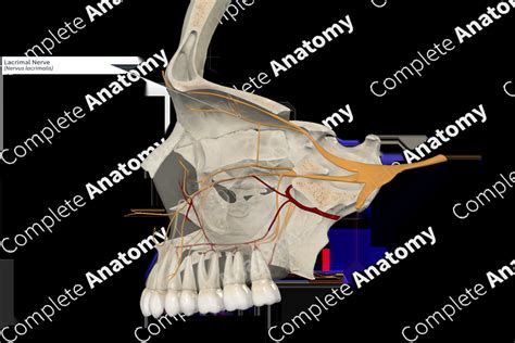 Lacrimal Nerve | Complete Anatomy