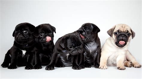 Black Toy Pug Puppies | Wow Blog