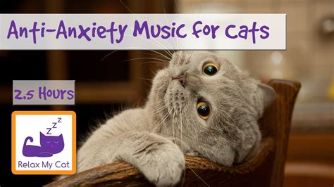 How Can I Tell If My Cat Has Anxiety - Cat Lovster