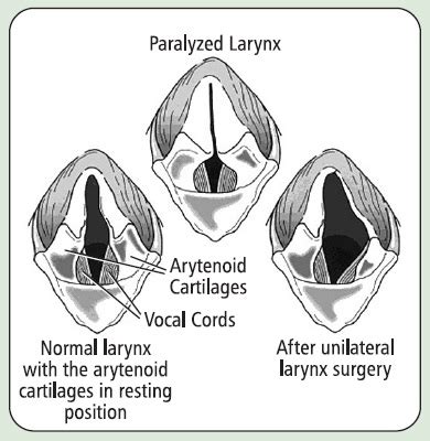 What Causes Laryngeal Paralysis In Dogs