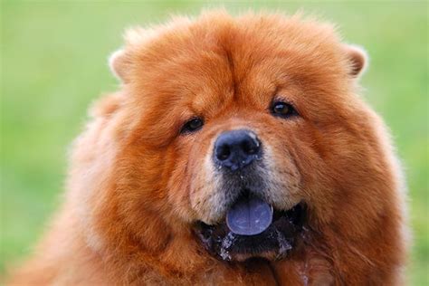 Why Do Chow Chows Have Blue Tongues? – American Kennel Club