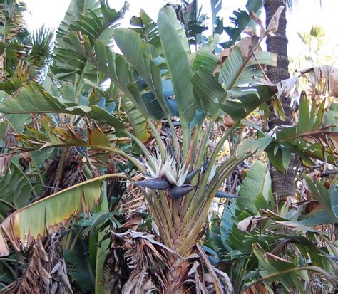 Giant White Bird of Paradise Strelitzia nicolai - 10 Seeds