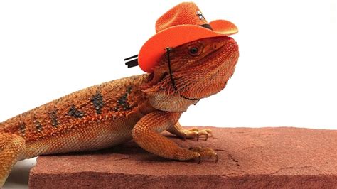 Carolina Designer Dragons Bearded Dragon Cowboy Hat, Orange - Carolina Designer Dragons