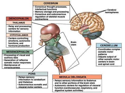 Wihel blog: SISTEM NEUROBEHAVIOR