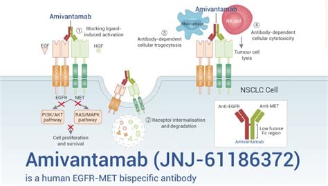 bispecific antibody Archives - Network of Cancer Research