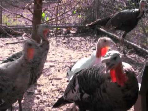 Baby turkeys making turkey sounds! - YouTube