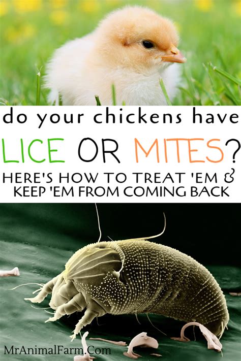 Chicken lice and mites – Artofit