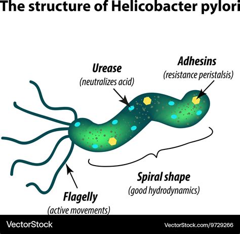 Structure of helicobacter pylori infographics Vector Image