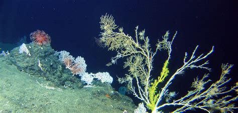 An ecosystem-based approach to protect the deep sea from mining