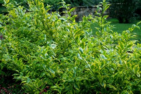 Duranta erecta 'Gold Edge' | Duranta (Golden dewdrop) | Ebert's Greenhouse