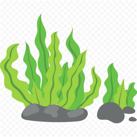 Kelp Clipart at GetDrawings | Free download