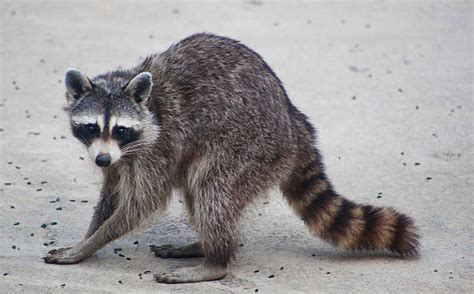 Raccoon Tail Stock Photos, Pictures & Royalty-Free Images - iStock