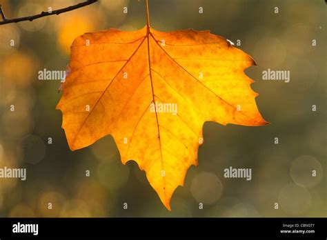 Fall Colors Sycamore Tree Leaf Stock Photo - Alamy