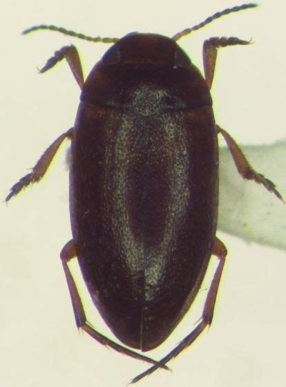 Dytiscidae - BugGuide.Net