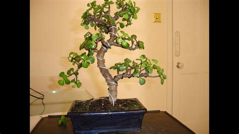 Bonsai Jade wiring & Pruning - YouTube