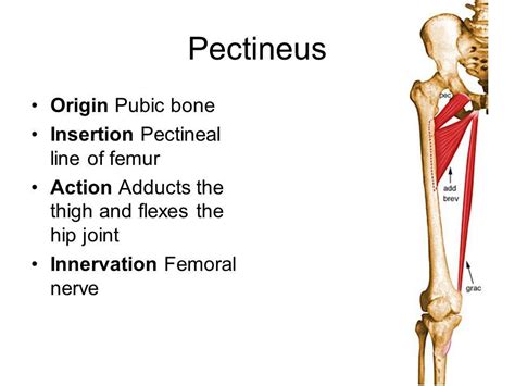 pectineus origin and insertion - Google Search | Muscle anatomy, Human anatomy and physiology ...