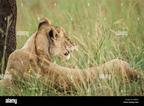 Lions cubs sleeping playing adults Alpha males Stock Photo - Alamy