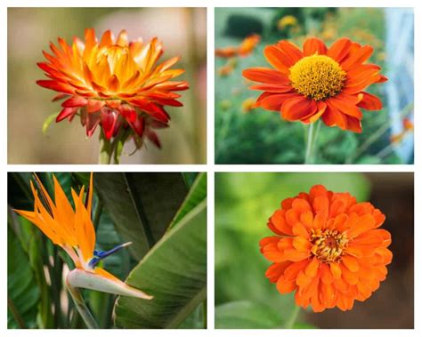 Orange Tropical Flowers Names | Best Flower Site