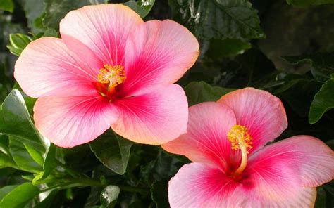 Download Pink Flower Close-up Flower Nature Hibiscus HD Wallpaper