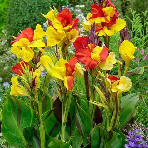 30 Best Types of Canna Lily Varieties | Balcony Garden Web