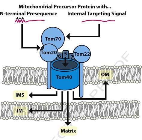 Figure 2 from Assembly of β-barrel proteins in the mitochondrial outer membrane. | Semantic Scholar