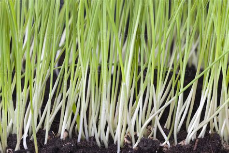 rows of new young wheat 9721841 Stock Photo at Vecteezy