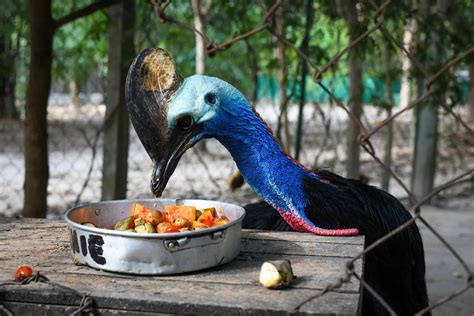 What Do Cassowaries Eat? - A-Z Animals