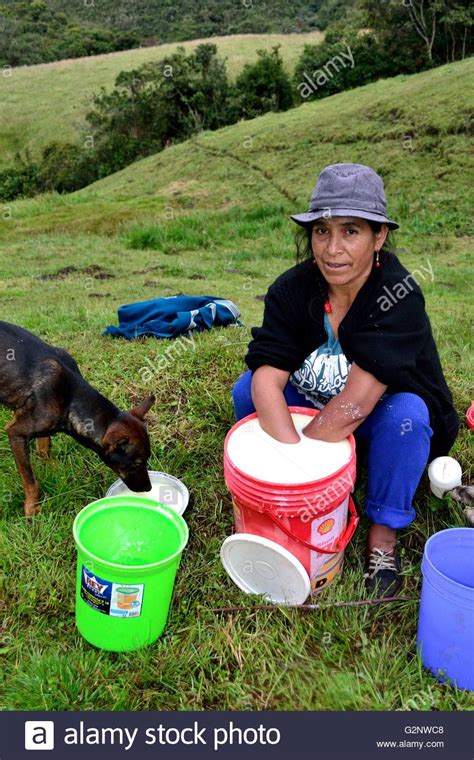 Curdling Milk for elaboration of traditional cheese in Sapalache " Las Huaringas " - HUANCABAMBA ...