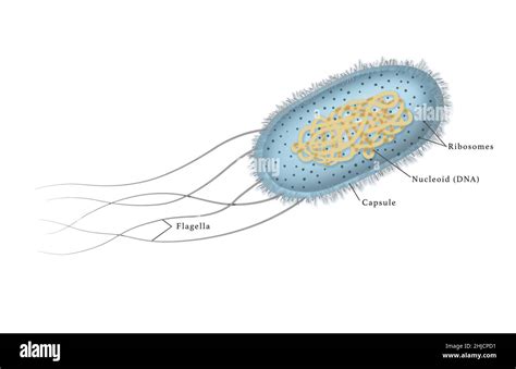 Illustration of the Escherichia coli, or E. coli bacteria. E. coli is a rod shaped bacteria ...