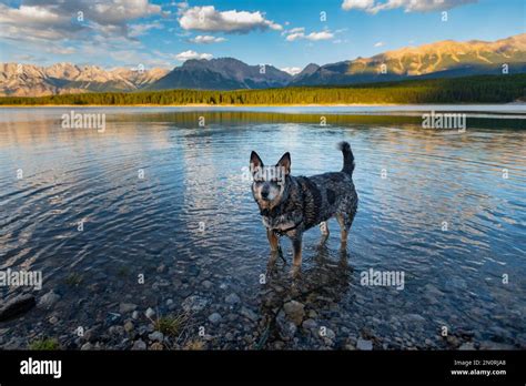 Lakeshore views of the Canadian Rocky Mountain, Interlakes Campground Kananaskis Country Alberta ...