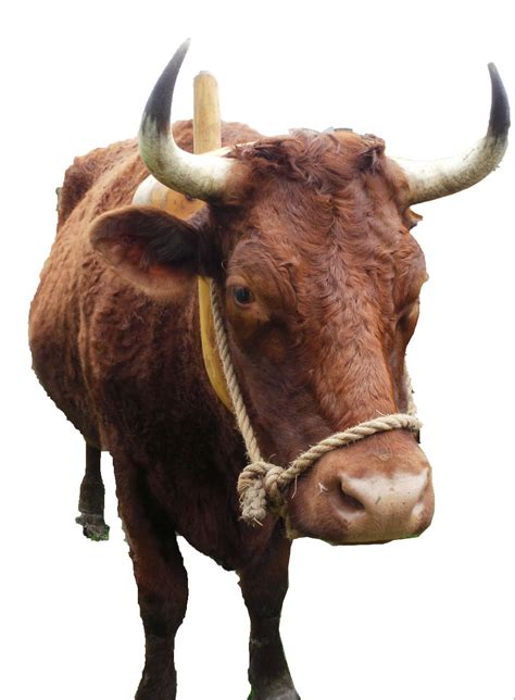 Free Oxen, Download Free Oxen png images, Free ClipArts on Clipart Library