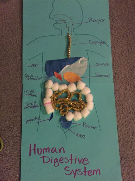 Human Digestive system Created by random stuff I had laying around the ...