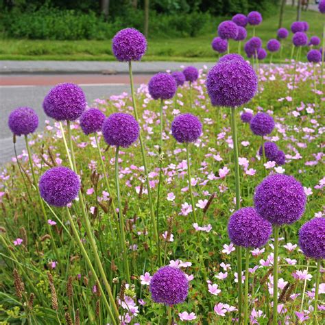 Allium Giganteum Bulbs | Giant Blooming Onion – Easy To Grow Bulbs