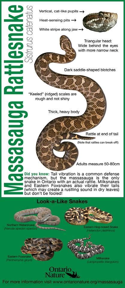 Massasauga rattlesnake identification guide For more information about the snakes, reptiles and ...