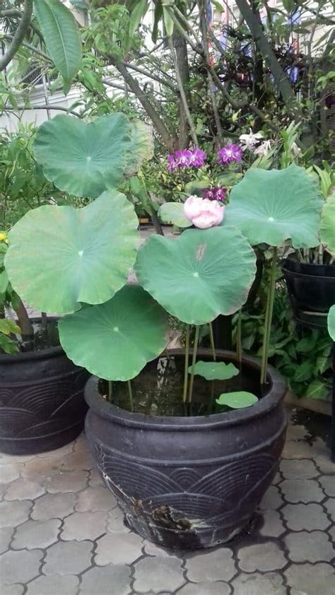 How to Grow and Care for the Lotus Plant | Happy DIY Home